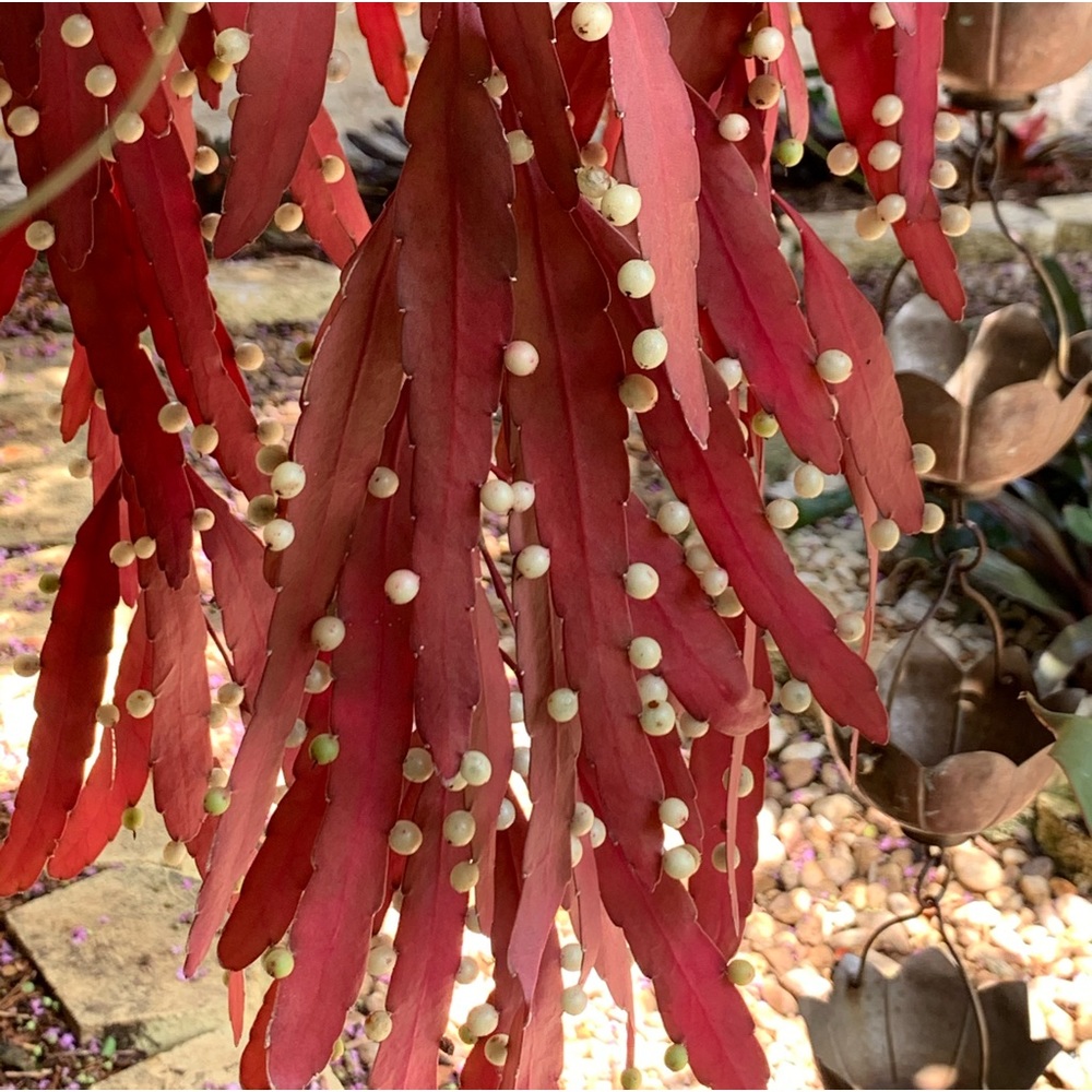 6 cuttings full sun red color mistletoe cactus pseudorhipsalis rhipsalis